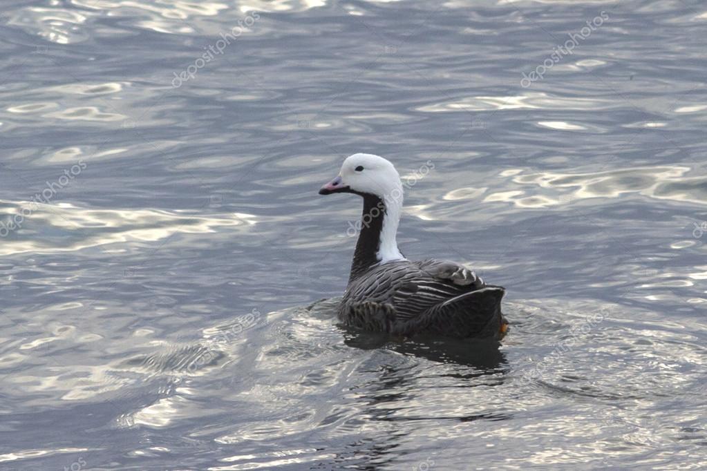 Emperor Goose  Ducks Unlimited