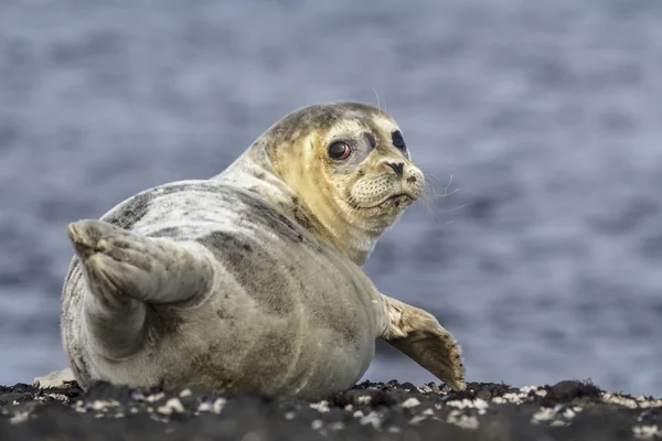 Phoque commun couché sur une île rocheuse Jour d'hiver de Béring — Photo