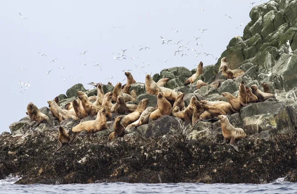 Steller rookery león marino en los acantilados de la isla en el Pacífico —  Fotos de Stock