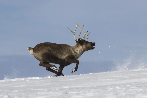 Rena que corre em tundra coberta de neve Ilha de Bering — Fotografia de Stock