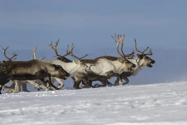 Renas correndo na tundra nevada Ilha de Bering — Fotografia de Stock