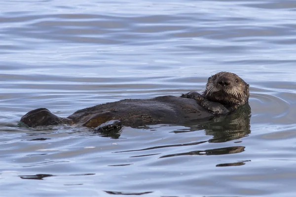 Sea otter plovoucí na zádech ve vodách Pacifiku Ocea — Stock fotografie