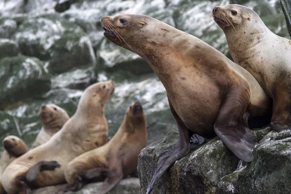 Stellers zeeleeuw zittend op een rots eiland in de Stille Oceaan — Stockfoto