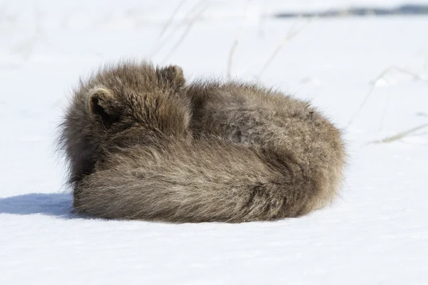 雪の中で丸くなって眠る司令官の青北極の孤 — ストック写真