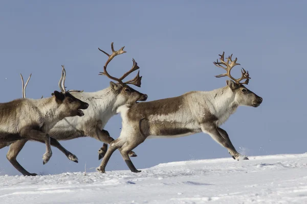 Renos que corren en un día de invierno de tundra nevada —  Fotos de Stock