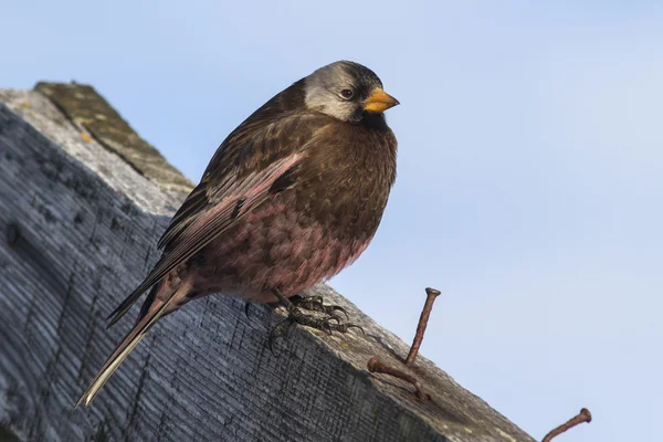 Grå-krönade rosiga finch sitter på taket av den gamla byggnaden — Stockfoto