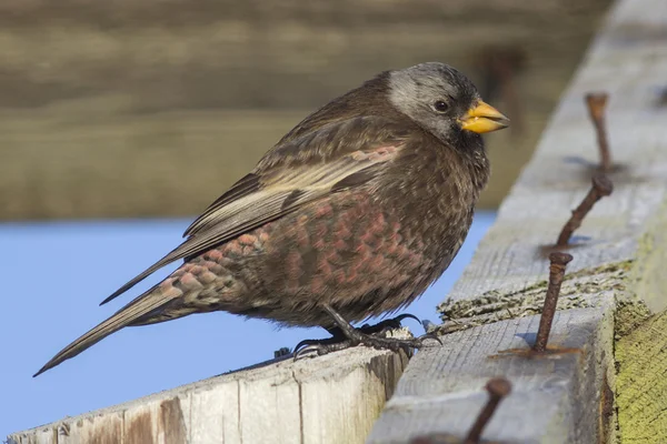 Grå-krönade rosiga finch på Kommendörsöarna vinterdag — Stockfoto