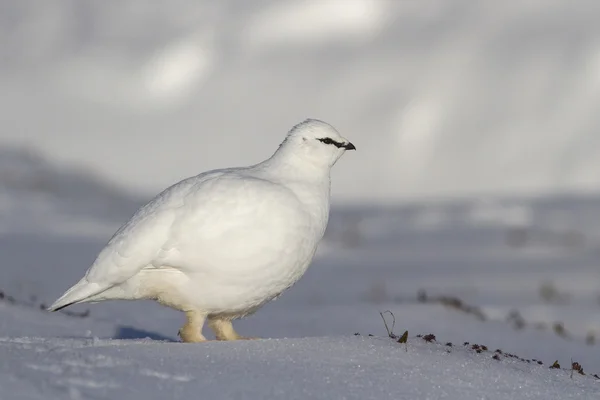 Skała Ptarmigan mężczyzna, który idzie na zimowe tundra — Zdjęcie stockowe