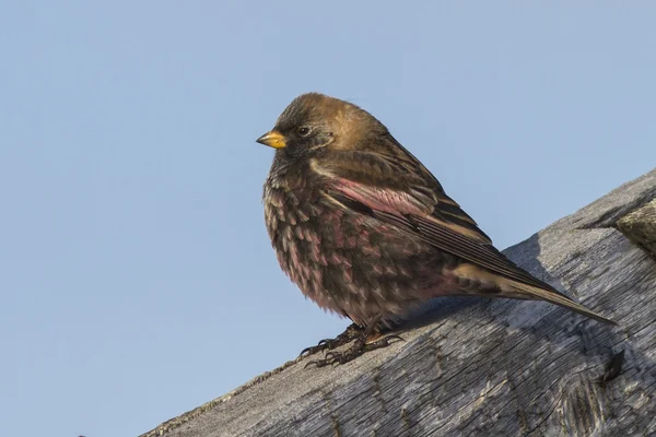 Růžové finch, sedí na střeše zimního dne — Stock fotografie