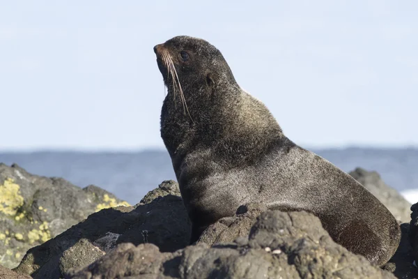 Giovane maschio foca pelliccia settentrionale che riposa — Foto Stock