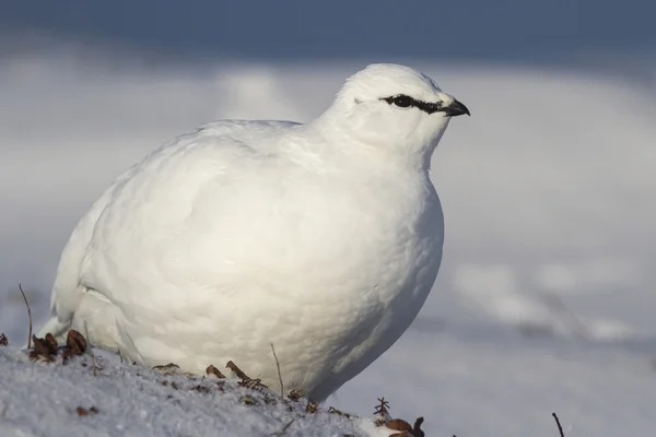 Αρσενικό Ptarmigan βράχος που στέκεται στην τούνδρα χειμώνα Bering Ισλαν Εικόνα Αρχείου