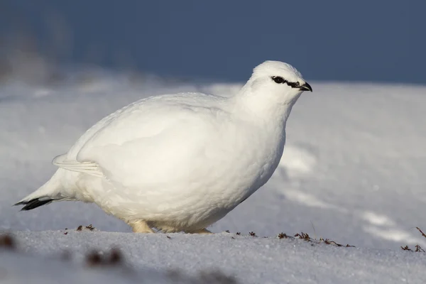 Αρσενικό Ptarmigan βράχος που στέκεται στην τούνδρα χειμώνα Φωτογραφία Αρχείου