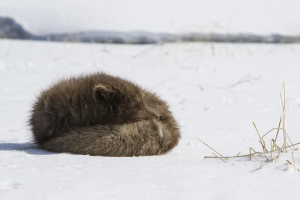 Zorro ártico azul del comandante que duerme en la nieve en un su — Foto de Stock