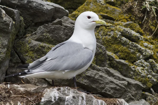 Black-legged kittiwake nest that sits on a cloudy spring day — Stock Photo, Image