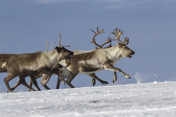 Manada de renas correndo em tundra coberta de neve — Fotografia de Stock