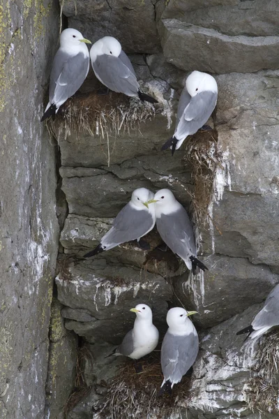 La colonia de kittiwake de patas negras en los acantilados escarpados del —  Fotos de Stock