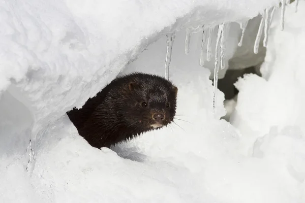 Porträtt av en amerikansk mink som ser ut från ett hål i snön — Stockfoto