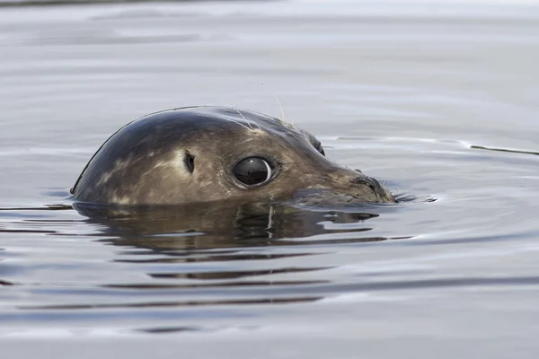 斑海豹从水望年轻密封的 — 图库照片