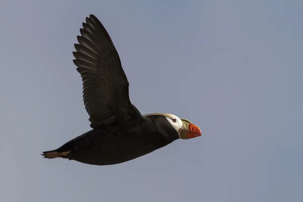 Tufted Papageientaucher, der die Kolonie im Frühjahr nachmittags überfliegt — Stockfoto