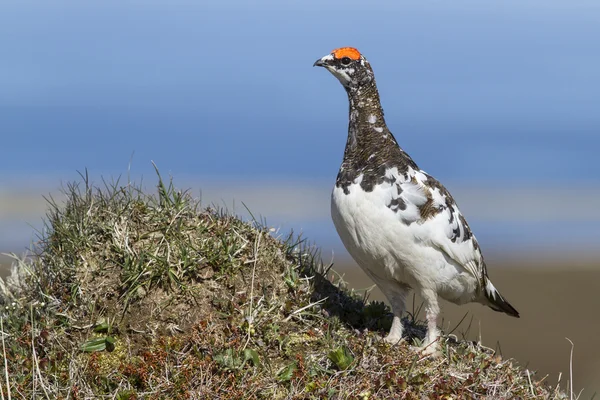 Maschio Roccia ptarmigan che sorge sulla collina — Foto Stock