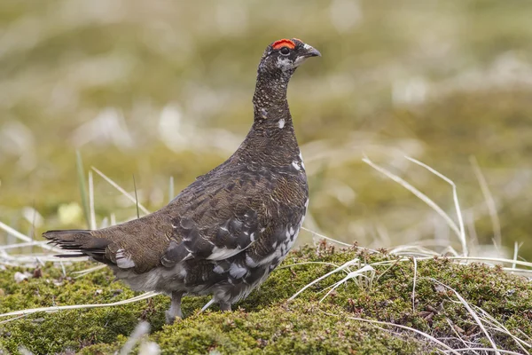 Rock Ptarmigan em um vestido de verão que fica na nuvem de tundra — Fotografia de Stock