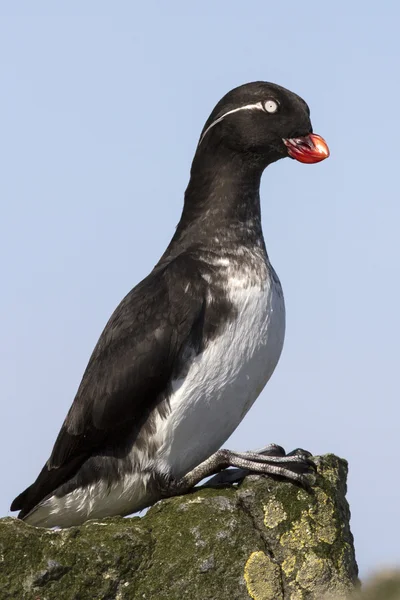 Parakeet auklet, which sits on the edge of a cliff — стоковое фото