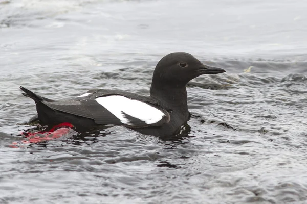 Guillemot holub velitel, který plave ve vodě Paci — Stock fotografie