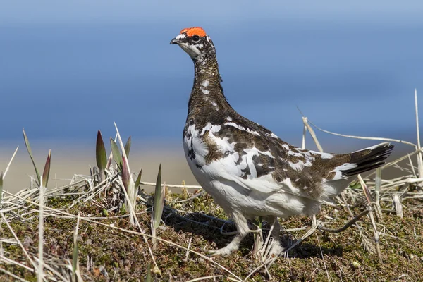 Male Rock Ptarmigan in spring outfit that stands in the tundra — Stock Photo, Image