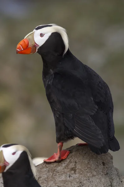 Puffin tufted che si trova su una scogliera vicino alla colonia — Foto Stock