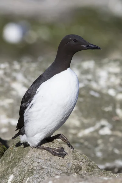 Společné murre, který stojí na útesu poblíž kolonie letní den — Stock fotografie