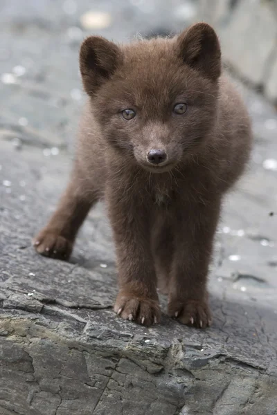 Štěně blue fox velitel, který stojí na útesu, slunečný letní den — Stock fotografie