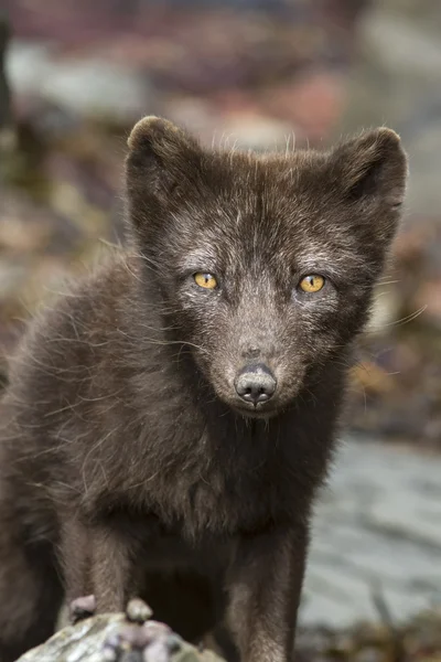 Portre Komutan mavi Fox bir yaz aylarında güneşli bir günde elbise — Stok fotoğraf