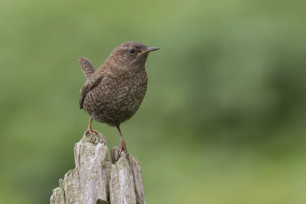 Wren young bird that sits on the trunk of dry wood cloudy day — Stock Photo, Image