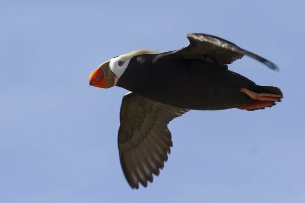 Tufted puffin volare sopra l'isola senza nuvole giorno d'estate — Foto Stock