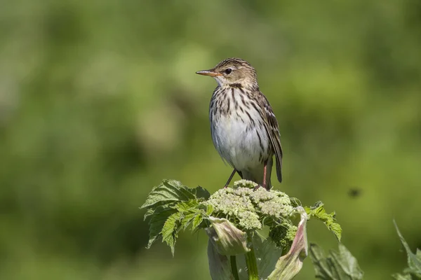 Siberian Pipit that sits on a cow parsnip summer sunny day — Stock Photo, Image