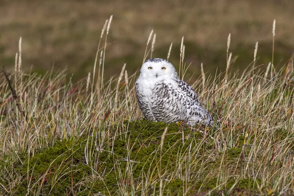 Feminino nevado coruja que senta-se no tussock tundra no ensolarado da — Fotografia de Stock