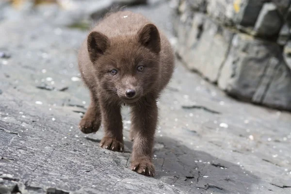 Cachorro Comandantes azul ártico zorro que roba las piedras de verano da —  Fotos de Stock