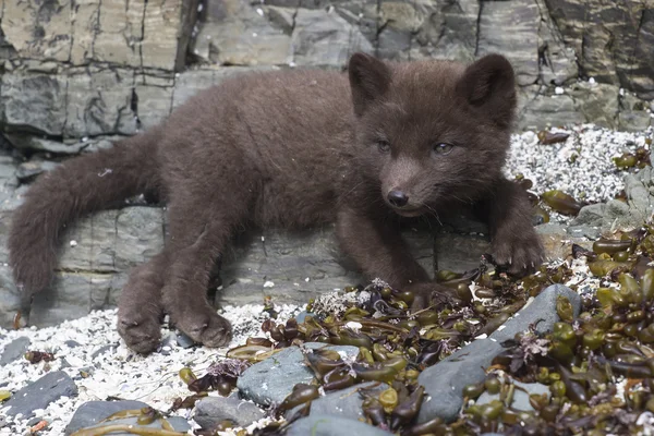 Köpek yavrusu komutanları Kutup tilkisi th yakınındaki kayalarda yatıyor mavi — Stok fotoğraf