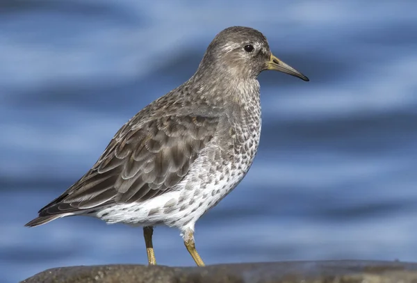 Rock sandpiper which stands on a rock fall day in winter plumage — Stock Photo, Image