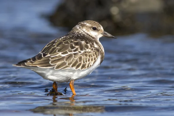 Pirospozsgás turnstone fiatal, hogy áll a víz napsütéses őszi napon — Stock Fotó