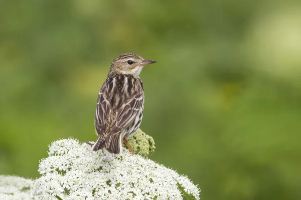 Siberian Pipit that sits on a sunny day summer cow parsnip his b — Stock Photo, Image