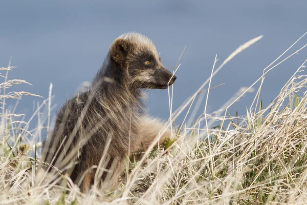 Kommandeure blauen Polarfuchs sitzen in der Nähe der Höhle zwischen trockenem Gra — Stockfoto