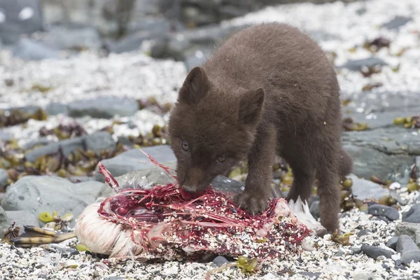 Welpenkommandanten blauer Polarfuchs, der Trottellumme in der Nähe der Höhle frisst — Stockfoto