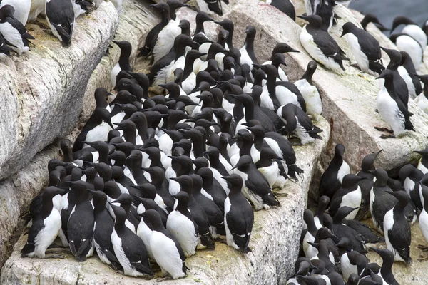 Gruppo murre comune in una colonia di uccelli marini sul ostrv Pacifico — Foto Stock