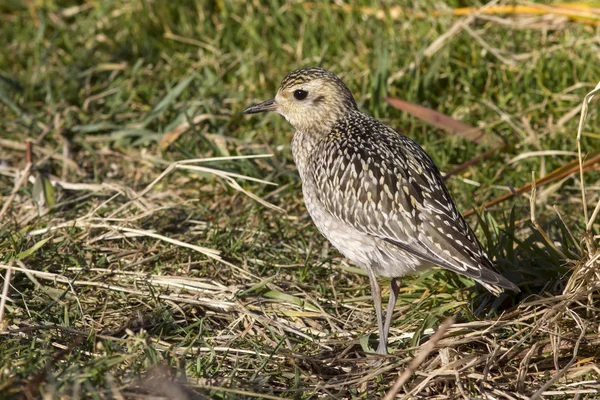 Pacific Golden Plover no outono plumagem dia ensolarado outono — Fotografia de Stock