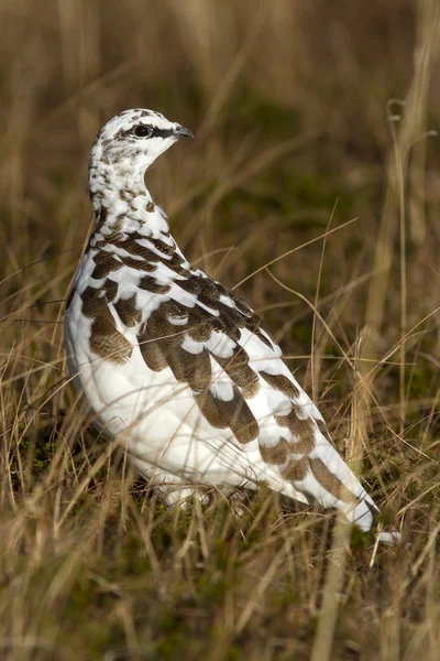 Скала Ptarmigan в зимнем оперении осенний день в тундре — стоковое фото