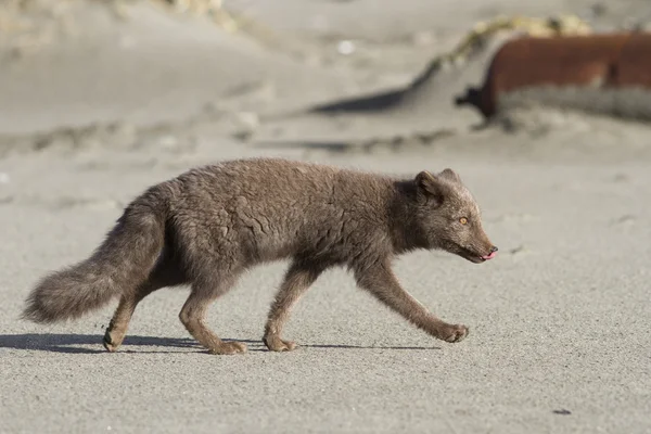 Jovem Comandantes raposa ártica azul que corre ao longo da costa — Fotografia de Stock
