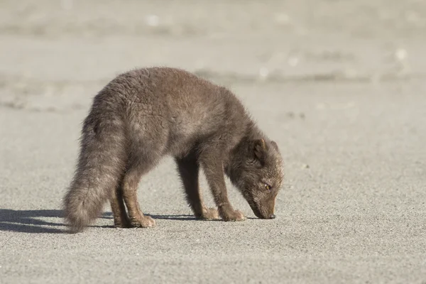 Junge Kommandeure blauer Polarfuchs, der im Herbst am Strand steht — Stockfoto