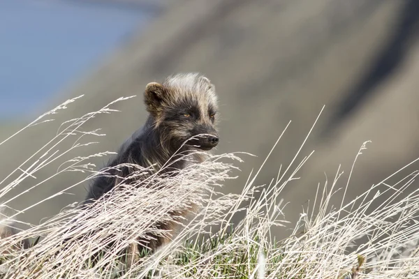 Blauer Polarfuchs sitzt an einem Sommertag im Gras — Stockfoto