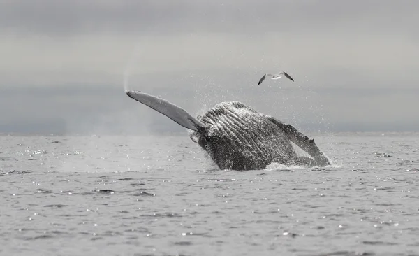 Bultrug die uit het water en de spray springt — Stockfoto